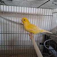 Coppia Canarini Gialli