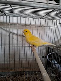 Coppia Canarini Gialli