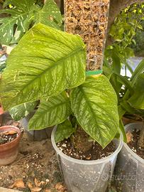 Monstera dubia grande