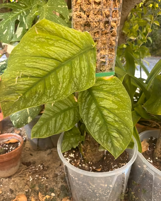Monstera dubia grande
