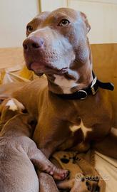 Cuccioli Pitbull
