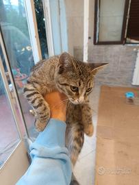 Gattina 5 mesi