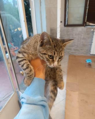 Gattina 5 mesi