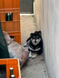 Shiba Inu