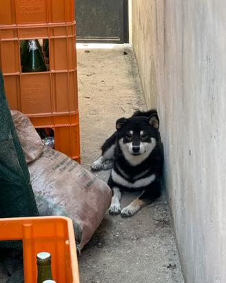 Shiba Inu
