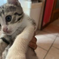 Gattini