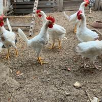 Disponibili giovani Galli