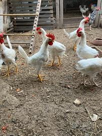 Disponibili giovani Galli