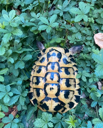 Tartaruga di terra
