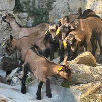 Becchetti di Camosciata delle Alpi