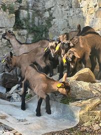 Becchetti di Camosciata delle Alpi