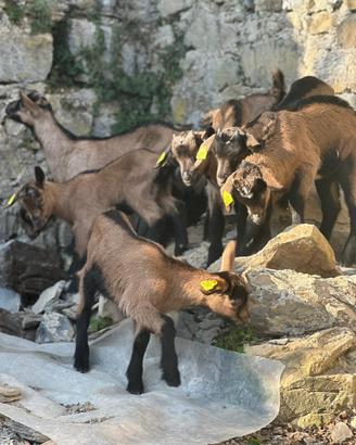 Becchetti di Camosciata delle Alpi