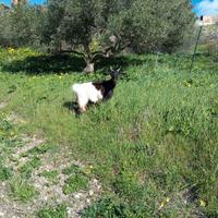 Animali capretta giovane