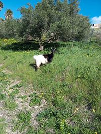 Animali capretta giovane