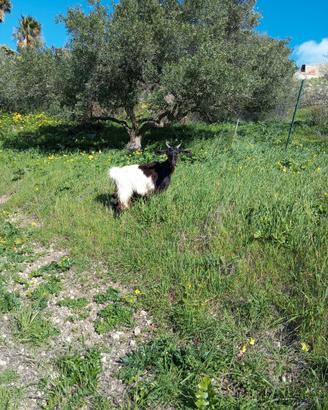 Animali capretta giovane