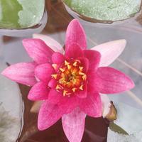 ninfea laydekeri lilacea rustica