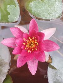 ninfea laydekeri lilacea rustica