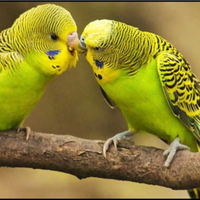 Cocorite sane e abituate al contatto umano