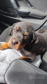 Cuccioli di Rottweiler