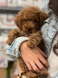 Cuccioli di Barbone nano