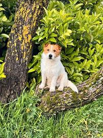 Cuccioli di Jack Russell Terrier Pedigree