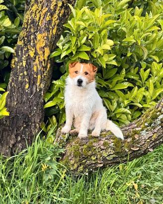 Cuccioli di Jack Russell Terrier Pedigree