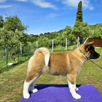 Bellidsimi cuccioli di Akita Americano