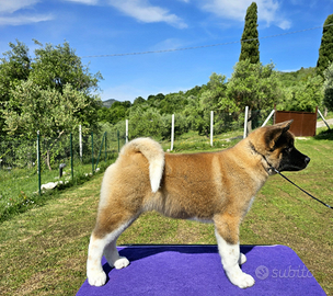 Bellidsimi cuccioli di Akita Americano