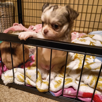 Cucciolo di chihuahua