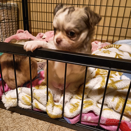 Cucciolo di chihuahua