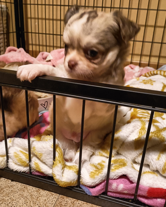 Cucciolo di chihuahua