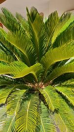 cycas