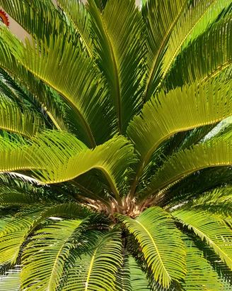cycas