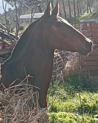 Puledra P.R.E