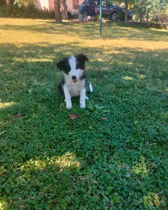 Cuccioli border collie