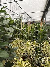 Azienda agricola con serre in gestione - Pacchetto