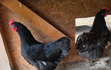 Tris di galline Australorp