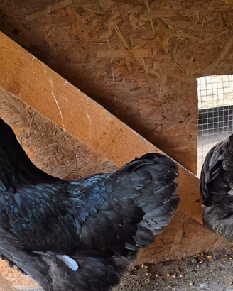Tris di galline Australorp