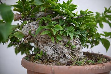 Bonsai di bouganville