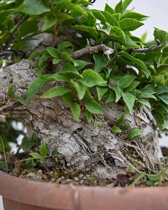 Bonsai di bouganville