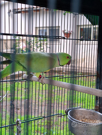 Pappagalli parrocchetti sicilia