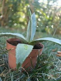 Agave americana vaso 10