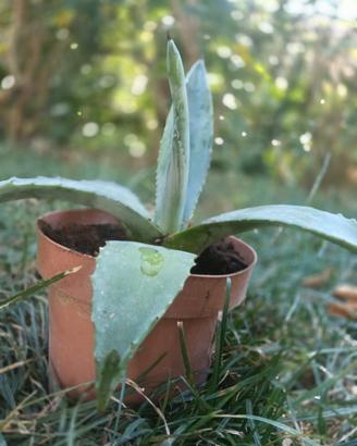 Agave americana vaso 10