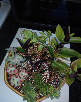 Gruppo Talee di piante grasse e succulente