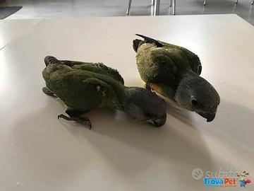 Piccoli di pappagallo Senegal