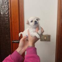 Cuccioli di chihuahua toy