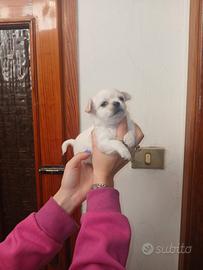 Cuccioli di chihuahua toy