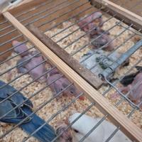 Pulletti di pappagalli