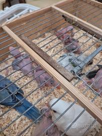 Pulletti di pappagalli