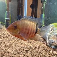 Coppia Red Spotted Gold Severum+ Heros Efasciatus